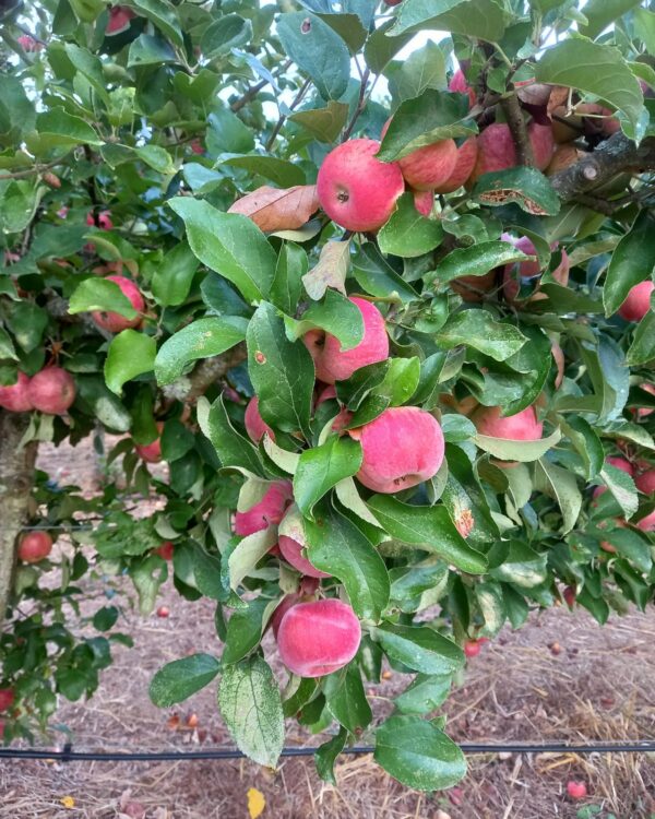 Maça Gaia - Pomar Agro-Sanus