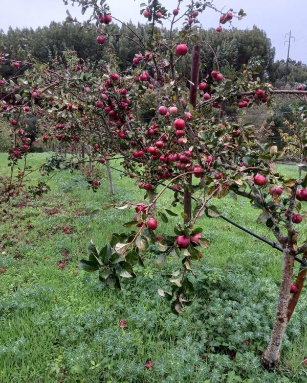 Maça Rapinau - Pomar Agro-Sanus - Ferreira do Zêzere (outubro de 2022)